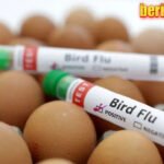 Wabah flu burung di AS ganggu pasokan telur, harga melonjak