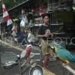 Pemprov sediakan lokasi permanen untuk pedagang Pasar Hewan Barito